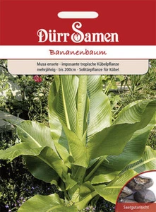 Bananenbaum, mehrjährig, bis 200cm Samen von Dürr Samen - Bild 1 von 1