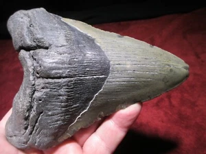6-1/16 Inch MEGALODON SHARK TOOTH Fossil Mega SIX Teeth NC DEEP SEA OCEAN SCUBA - Picture 1 of 10