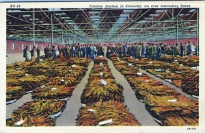 Postal de subasta de tabaco de Kentucky OB-H32 sin publicar - Imagen 1 de 2