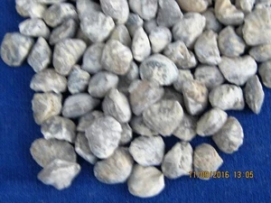 LOTE DE 100 MINI BRAQUIÓPODOS FÓSILES BEBÉ - Imagen 1 de 2