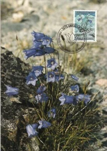 Bluebell Bellflower Campanula Gieseckiana Greenland Denmark Mint Maxi FDC 1990 - Picture 1 of 1