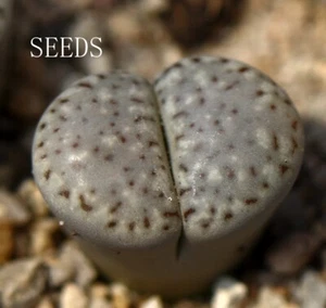 SEEDS - Lithops amicorum 'Freckled Friend' 20seeds - Picture 1 of 3