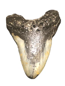 Megalodon tooth With Parchment Of Authenticity Provided - Picture 1 of 2