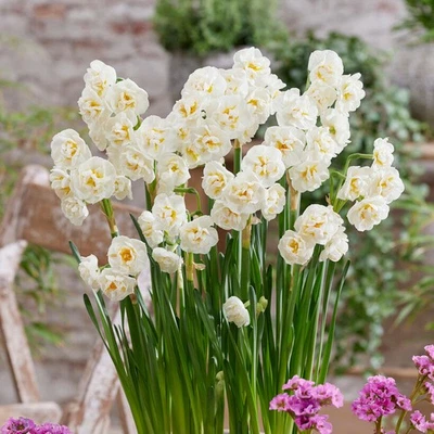 Corona nupcial narciso fácil de cultivar 10 bulbos de plantas, zonas de primavera 4-9 Foto 1 de 4