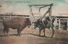 Ein alter Timer Karlsbad New Mexico Neuwertig Bull Buffalo c1910 Postkarte