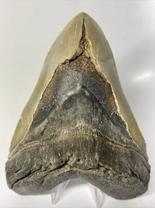 Megalodon Shark Tooth 6.30 inch Giant - Authentic Fossil - Massive - Rare 10486 - Picture 1 of 8