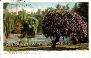 At Baldwin's Ranch Southern California Postcard - Foto 1 di 2