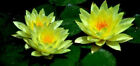 winterharte gelbe Seerose Nymphea Samen Pflanzen für den Teich Schwimmpflanzen