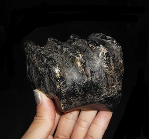 ¡INCREÍBLE AMONITA! FÓSIL DE DIENTE PARCIAL STEGODON MOLAR DE JAVA, INDONESIA, 85 MM - Imagen 1 de 8