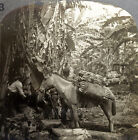 Keystone Stereoview récolte de bananes, Costa Rica des années 1920 jeu de 100 cartes #13