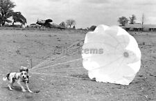 WW2 PICTURE PHOTO US DOG WITH PARACHUTE 6933