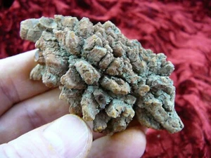 (PP280-620) 3" Original Fossil Schildkrötenkacke Koprolit Madagaskar MIST Spaß Gag GESCHENK - Bild 1 von 1