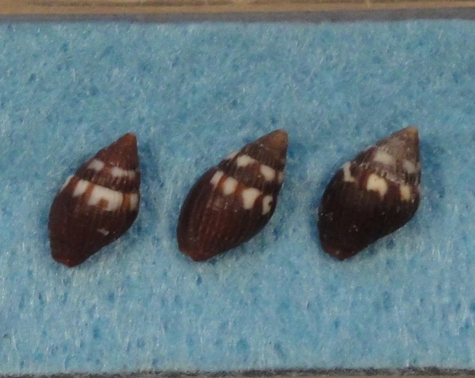 Mitra Pusia Puella 3 conchas 8-9 mm Boca Ratán, Florida 1 braza arrecife rocoso Foto 1 de 2