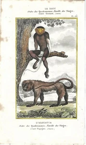 Stampa antica SCIMMIA URLATRICE e LANGUR DUCA Buffon 1835 Antique print monkeys - Picture 1 of 1