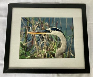 Blue Heron Framed Photograph Picture 14" x 12" signed by Capt Spider 2003 FL - Picture 1 of 4