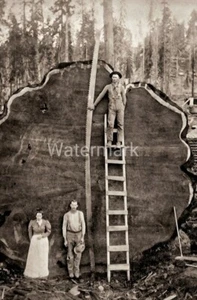 1905 4x6 Black & White Reprint Photo of Loggers With Giant Tree and Saw - Picture 1 of 1