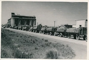 ARGENTINE c. 1952 -  File de Camions transportant du Blé à Tres Arroyos  - P 740 - Foto 1 di 2