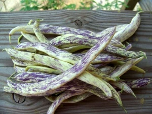 Dragon's Tongue 10 Bohnen Wachs Busch Erbstück groß creme lila Schoten gentechnikfrei - Bild 1 von 3