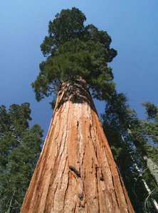 35 Samen Küstenmammutbaum (Sequoia sempervirens), winterhart, Küsten-Mammutbaum - Bild 1 von 1