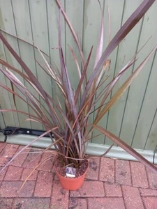 SALE XL PHORMIUM RED SUNSET New Zealand Flax Evergreen Tropical Patio Garden - Picture 1 of 1