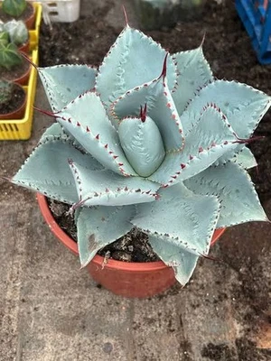 Agave dragon toes 7cm diameter Succulent - Image 1 of 3