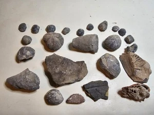 Frammenti fossili Wisconsin lotto misto 25 pezzi - brachiopodi corno corallo preferiti - Foto 1 di 8