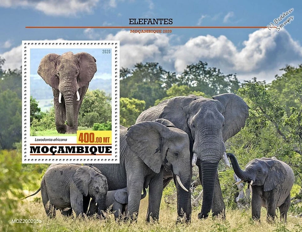 ELEFANTES Mamíferos Animales Elefante Africano MNH 1v-Hoja de Sello (Mozambique 2020) Foto 1 de 1