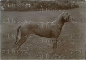 Weimaraner Dog Poses In Garden c1900s Photo - Picture 1 of 1