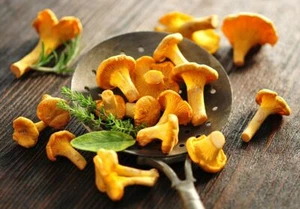 Setas secas de rebozuela silvestre 2025 en polvo para gran sabor y salud - Imagen 1 de 2