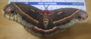 Reared Ex-Pupa Female Cecropia Silk Moth Hyalophora cecropia Saturniidae C29