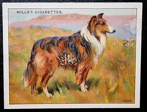 Collie Vintage 1914 Illustrierte Hundekarte DE29M - Bild 1 von 1