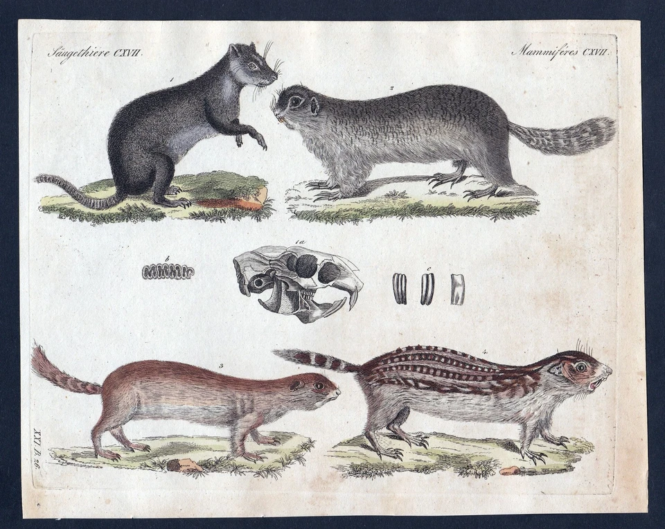 1800 Murmeltier marmot Säugetier Kupferstich Bertuch antique print - Bild 1 von 1