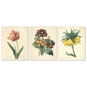 Impresiones artísticas botánicas francesas, conjunto de 3 prímulas tulipán Pierre-Joseph Redouté - Imagen 1 de 8