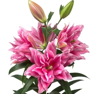 Easy to Grow Lilium Oriental Roselily Ciara 3 Plant Bulbs, Summer Flowers - Picture 1 of 2
