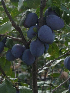 Plum, 1 X Stanley Prune, LARGE CROP, Scion cutting, Cuttings for grafting, 17cm - Picture 1 of 3