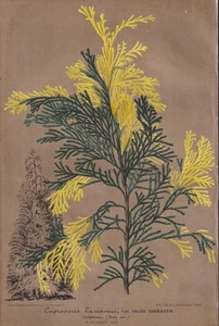 Cupressus Scheinzypresse Cypress Cipressi Botanica Botany Stroobant Lithograph - Bild 1 von 1