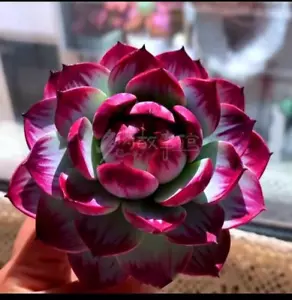 Echeveria 'Agavoides Casio' about 7cm diameter RARE succulents - Picture 1 of 4