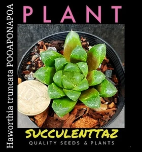 Haworthia truncata POOAPONAPOA crystalline HYBRID succulent Gasteria Aloe family - Picture 1 of 3