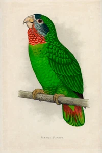 WT Greene Parrots in Captivity Jamaica Parrot Wildlife Print - Picture 1 of 6