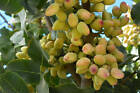 Conjunto de 5 plantas 1♂ + 4♀ - pistacho real (Pistacia vera) - frutos...