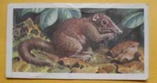 Brook Bond Tea Cards - Asian Wild Life - No 1 Tupai or Tree Shrew