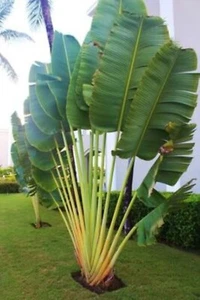 AW 1890MM Ravenala Madagascariensis Palms Seeds Palmen Samen Stück 3 - Bild 1 von 1