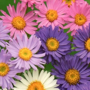 Alpen Aster alpinus Mix winterhart mehrjährige Stauden Garten 200 Samen Nr.350 - Bild 1 von 1