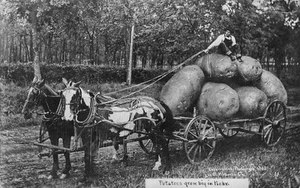 Foto de Martin de 1908 de exageración agrícola de Nebraska RPPC que crece a lo grande - Imagen 1 de 2