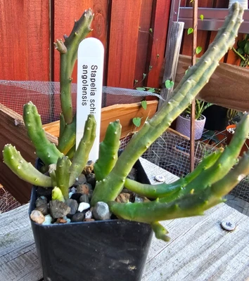 Stapelia Schinzii Angolensis Potted Plant - Image 1 of 4