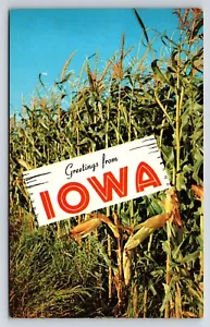 Postkartengrüße aus Iowa, dem hohen Maisstaat, Maisfeld - Bild 1 von 2