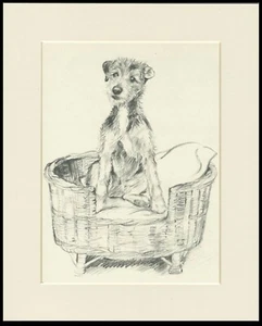 LAKELAND TERRIER SITS IN BASKET 1930'S DOG ART PRINT by KF BARKER READY MOUNTED - Picture 1 of 1