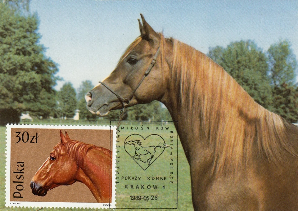 波兰 1989 克拉科夫马展 Maxicard 带图片盖销和马印 — 第 1/1 张图片
