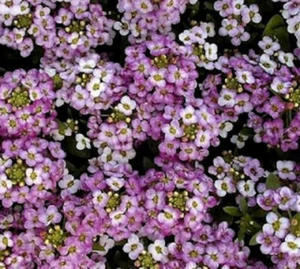 500 ALYSSUM ROYAL CARPET SEEDS - DARK VIOLET PURPLE COLOUR FLOWERS - 500 SEEDS - Picture 1 of 1