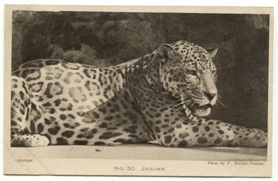 Zoological Society Of London Regent's Park Jaguar No. 30 Postcard - Image 1 of 2